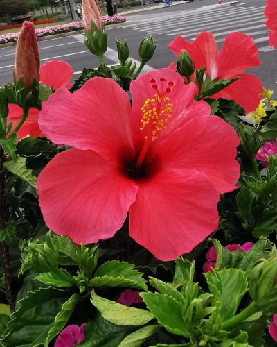 扶桑牡丹什么时间开花 扶桑牡丹什么时间开花