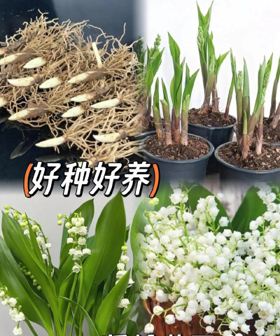 风铃花有哪些特征 风铃花有哪些特征