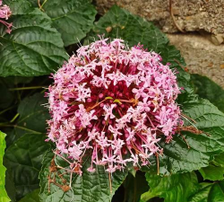 臭牡丹是什么科植物 臭牡丹是什么科植物