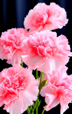 康乃馨花有哪些颜色 康乃馨花有哪些颜色