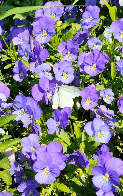 紫颜色有哪些花 紫颜色有哪些花