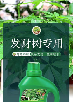 发财树基肥用什么 发财树基肥用什么