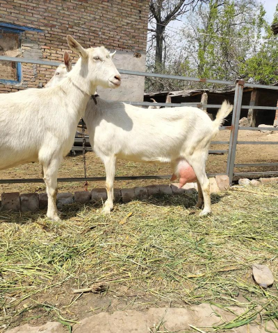 奶羊什么品种好 奶羊什么品种好