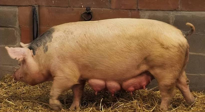 母猪发情是怎样调节的 母猪发情是怎样调节的