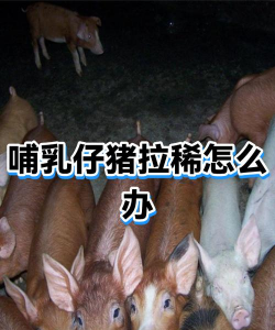 哺乳仔猪拉稀的原因有哪些? 哺乳仔猪拉稀的原因有哪些?