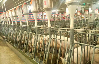 在猪场建设上,现代规模养猪应具有什么样的生产特点? 在猪场建设上,现代规模养猪应具有什么样的生产特点?