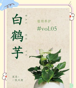 白鹤芋的养护 白鹤芋的养护