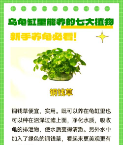龟缸要种植物吗怎么种植 龟缸要种植物吗怎么种植