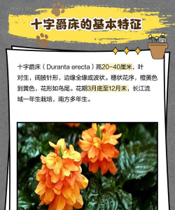 十字爵床的养护技巧 十字爵床的养护技巧