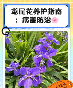 亮叶鸢尾的养护技巧 亮叶鸢尾的养护技巧