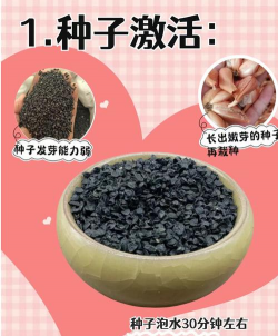 种植园的小葱怎么种植的 种植园的小葱怎么种植的