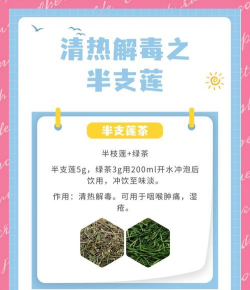 半支莲的养护方法和特点 半支莲的养护方法和特点