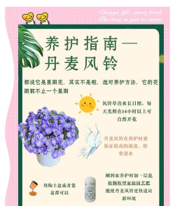 风铃草的养护要点 风铃草的养护要点