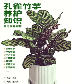 孔雀竹芋为什么干叶尖 孔雀竹芋为什么干叶尖