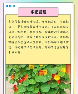 旱金莲养护要点 旱金莲养护要点