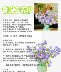 香豌豆的养护要点 香豌豆的养护要点