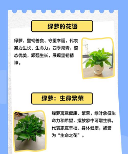 送人绿萝表达什么寓意 送人绿萝表达什么寓意