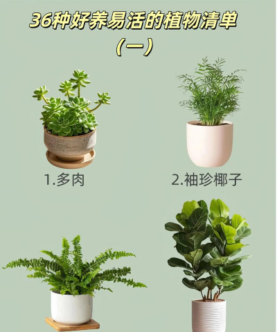 小盆种植绿植怎么种植好 小盆种植绿植怎么种植好