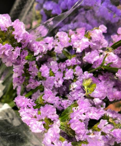 勿忘我什么季节开花 勿忘我什么季节开花