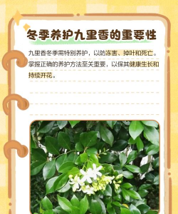 九里香的温度养护 九里香的温度养护