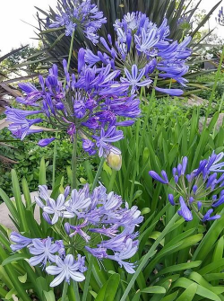 百子莲的温度养护 百子莲的温度养护