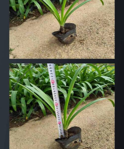 水鬼蕉的土壤管理要点 水鬼蕉的土壤管理要点