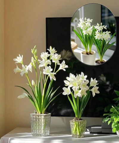 晚香玉的繁殖方法 晚香玉的繁殖方法