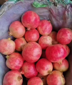 石榴的温度管理 石榴的温度管理