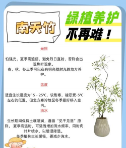 南天竹的养殖方法和注意事项怎么养 南天竹的养殖方法和注意事项怎么养