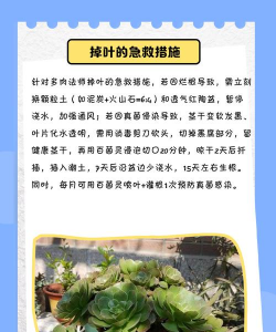 法师叶子为什么会干枯 法师叶子为什么会干枯