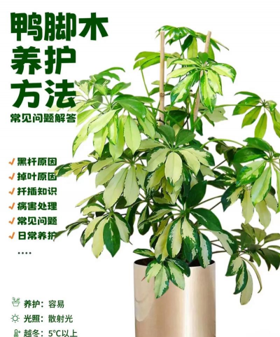 鹅掌木什么时候种植 鹅掌木什么时候种植