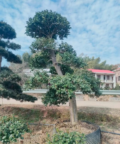 枸骨的种植方法和注意事项 枸骨的种植方法和注意事项