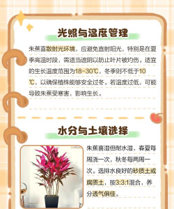 朱蕉的养殖方法和注意事项 朱蕉的养殖方法和注意事项