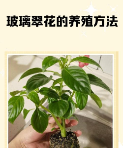 玻璃翠的养殖方法和注意事项 玻璃翠的养殖方法和注意事项