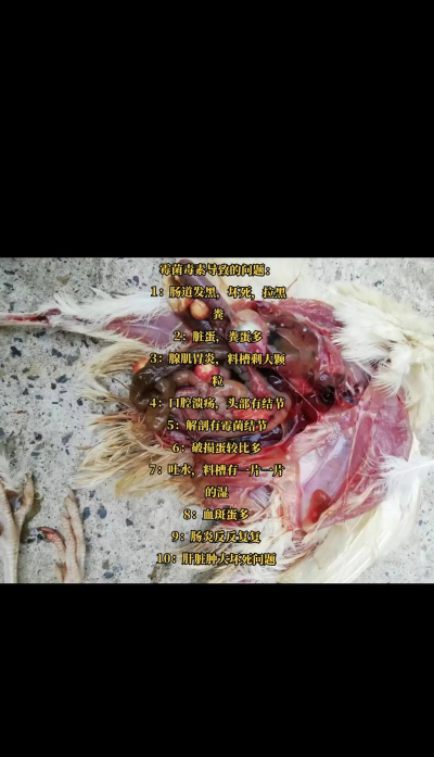 鹌鹑病的判断 鹌鹑病的判断