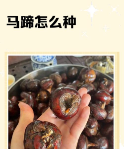 荸荠怎么种怎么种植 荸荠怎么种怎么种植