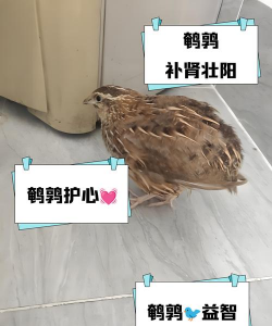 鹌鹑的禽痘病因、症状与防治措施 鹌鹑的禽痘病因、症状与防治措施