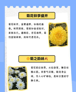 菊花是什么时侯开的 菊花是什么时侯开的