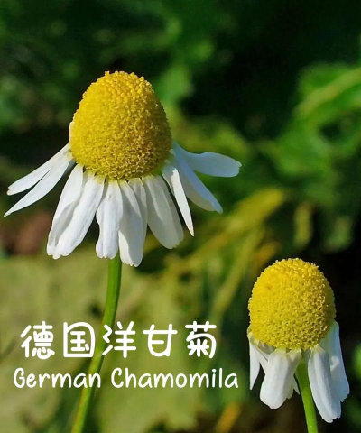 洋甘菊产地是哪里 洋甘菊产地是哪里