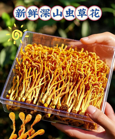 虫草花有哪些品种 虫草花有哪些品种