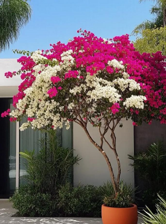 门口种什么树花好 门口种什么树花好