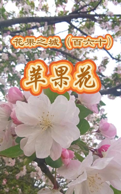 苹果花的功效与作用 苹果花的功效与作用