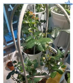 月季花什么季节换土 月季花什么季节换土