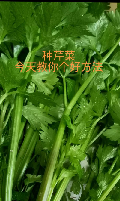 芹菜怎么种植怎么管理 芹菜怎么种植怎么管理