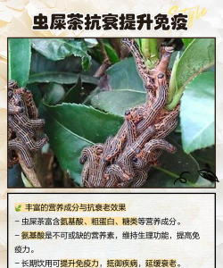 虫屎茶是什么茶 虫屎茶的功效与作用 虫屎茶是什么茶 虫屎茶的功效与作用