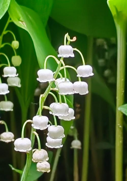 娇小的花有哪些 娇小的花有哪些