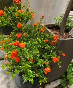 盆栽石榴什么时间开花 盆栽石榴什么时间开花