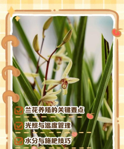 青兰花的养殖方法和注意事项 青兰花的养殖方法和注意事项