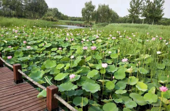 荷花的最佳种植季节 荷花的最佳种植季节