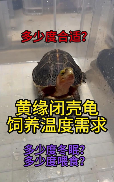 黄龟养殖方法和注意事项 黄龟养殖方法和注意事项